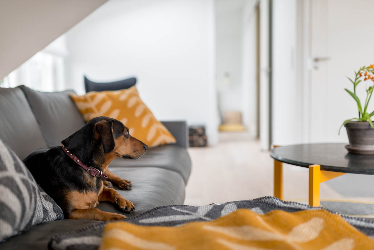 daschund-yellow-patterned-accessories-sloped-roof-home.jpg