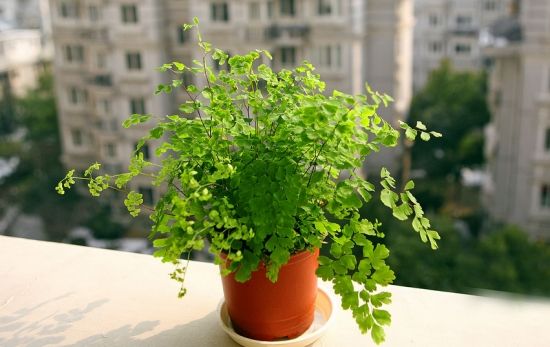 室内植物装饰效果图